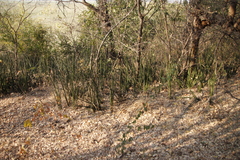 Sansevieria pearsonii