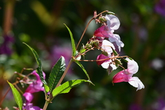 Impatiens glandulifera