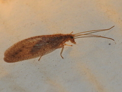 Micromus subanticus