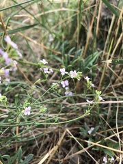 Brassicaceae