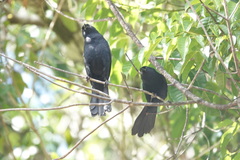 Lampropsar tanagrinus