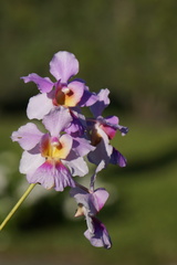 Papilionanthe
