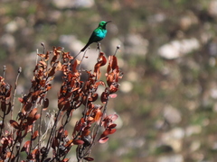 Nectarinia famosa famosa