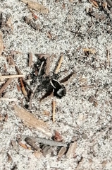 Triplasius lateralis