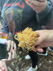 Ramaria rasilispora