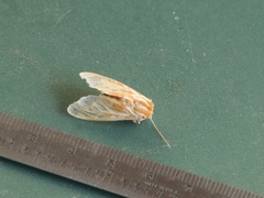 Lophocampa roseata