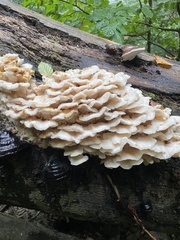 Climacodon septentrionalis