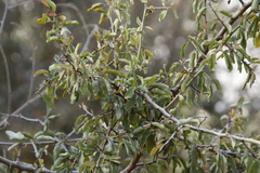 Ximenia