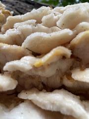 Climacodon septentrionalis