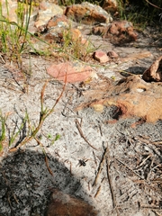 Triplasius lateralis