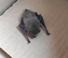 Pipistrellus