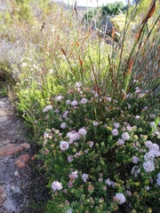 Triplasius lateralis