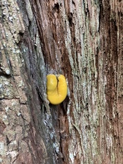 Ariolimax dolichophallus