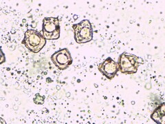 Entoloma luteum