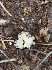 Sebacina schweinitzii