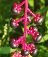 Phytolacca americana
