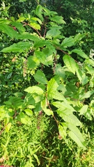 Phytolacca americana