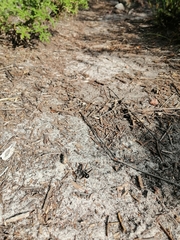 Triplasius lateralis