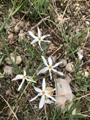 Narcissus deficiens