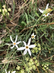 Narcissus deficiens