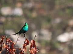 Nectarinia famosa famosa