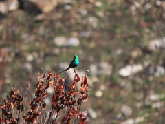 Nectarinia famosa famosa