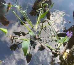 Pontederia cordata