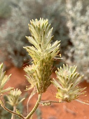 Ptilotus polystachyus