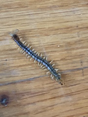 Hemiscolopendra marginata