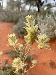Ptilotus polystachyus