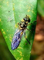 Spheginobaccha