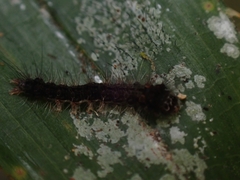 Lymantriinae