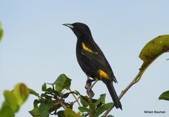 Icterus melanopsis