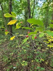 Rhamnaceae