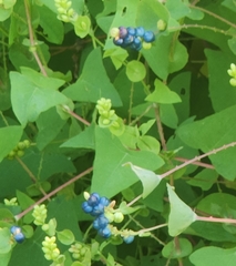 Persicaria perfoliata