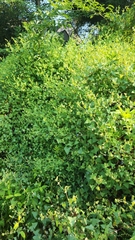 Persicaria perfoliata