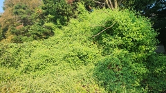 Persicaria perfoliata