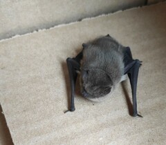 Pipistrellus