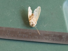 Lophocampa roseata