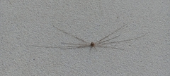 Dicranopalpus ramosus