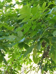 Carya cordiformis