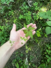 Sanicula canadensis