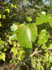 Cercospora moricola