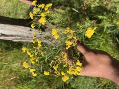 Euthamia caroliniana