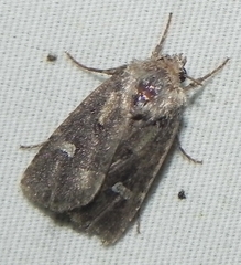 Lacinipolia renigera