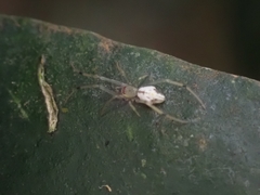 Theridiidae