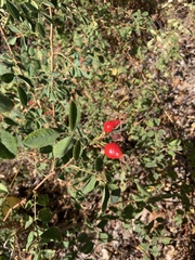 Rosa californica