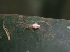 Theridiidae