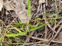 Alternanthera denticulata