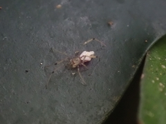 Theridiidae